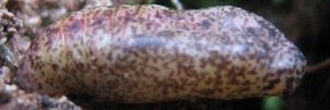 Pupae